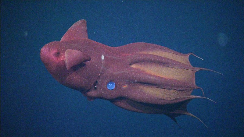 vampire-squid-for-glow-squid-comparison-minecraft
