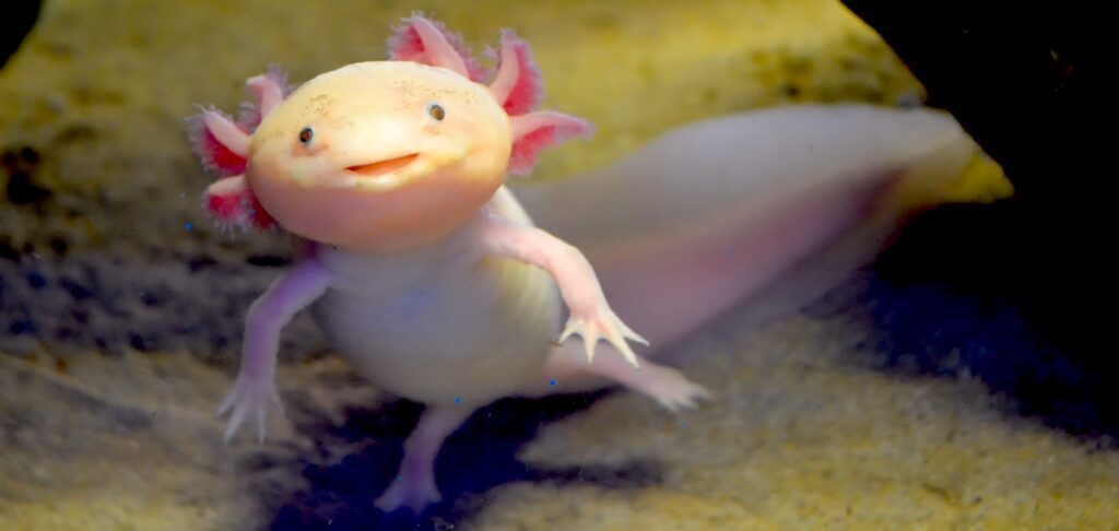 Axolotl Mudkip